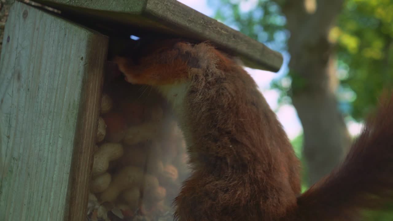 Closeup of squirrel taking nut out of rodent house and eating it from its hands