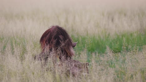 brown hyena feeds on old carcass in grassland plain