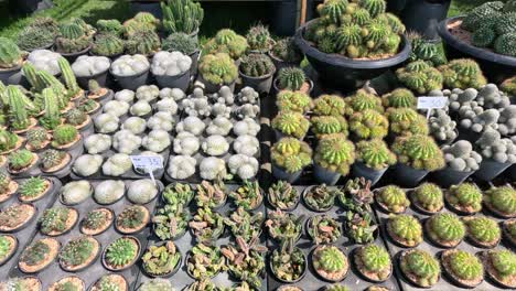 a panoramic view of diverse cacti and succulents.