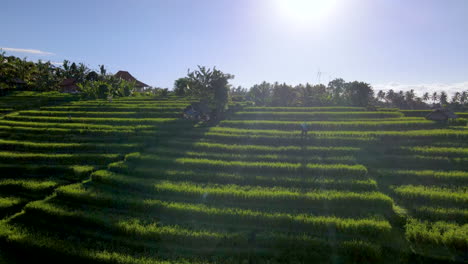 bright sunlight shining over young green field of rice terraces in bali, indonesia