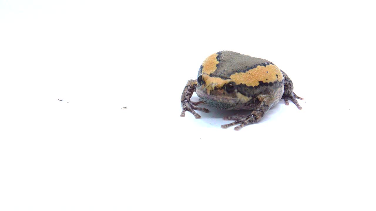 색 화면에서 줄이 있는 황소 개구리 또는 아시아 은 입 개구리