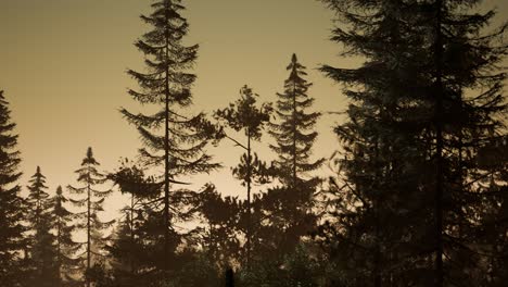 misty-nordic-forest-in-early-morning-with-fog