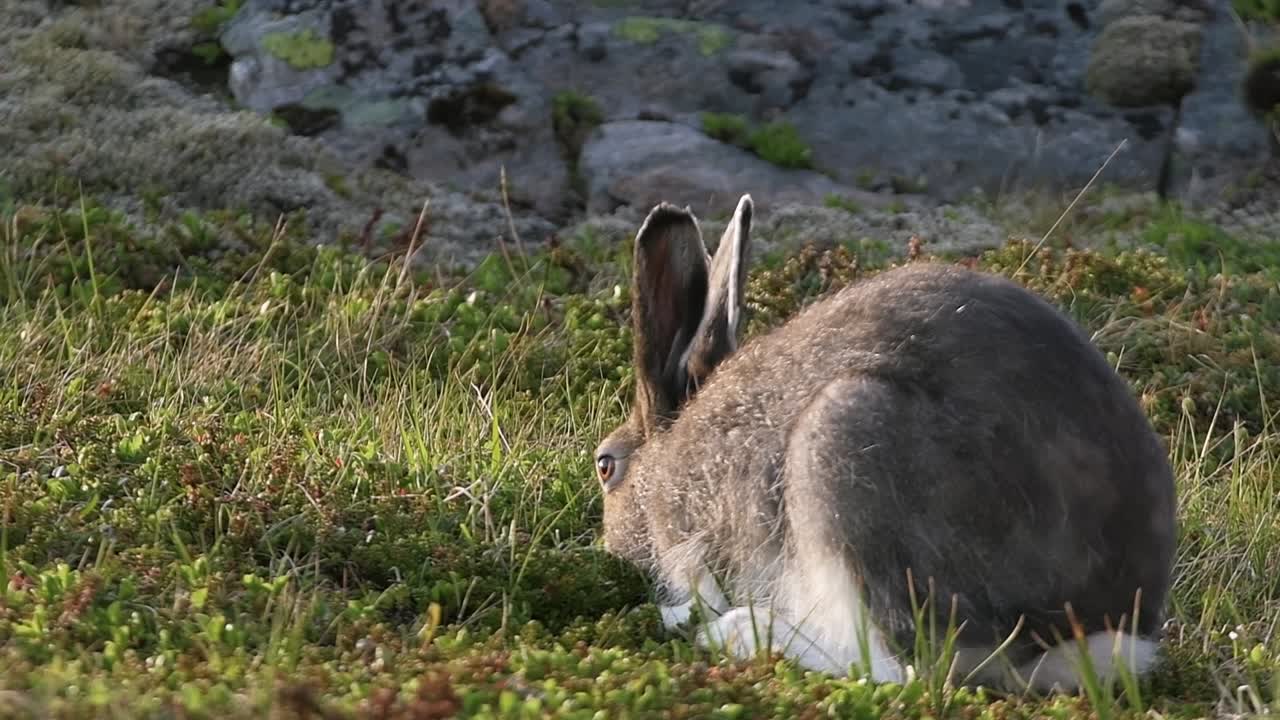 Närbild av fjällhare som äter grön mossa i norskt tundralandskap