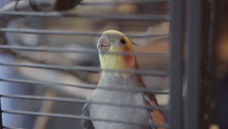 bird in cage, climbing on the sides