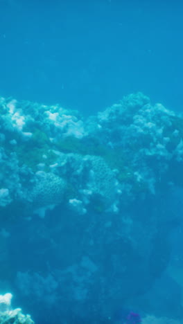 a close-up view of a coral reef underwater