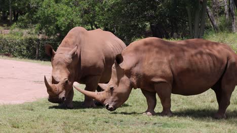 two rhinos grazing, interacting in a natural setting