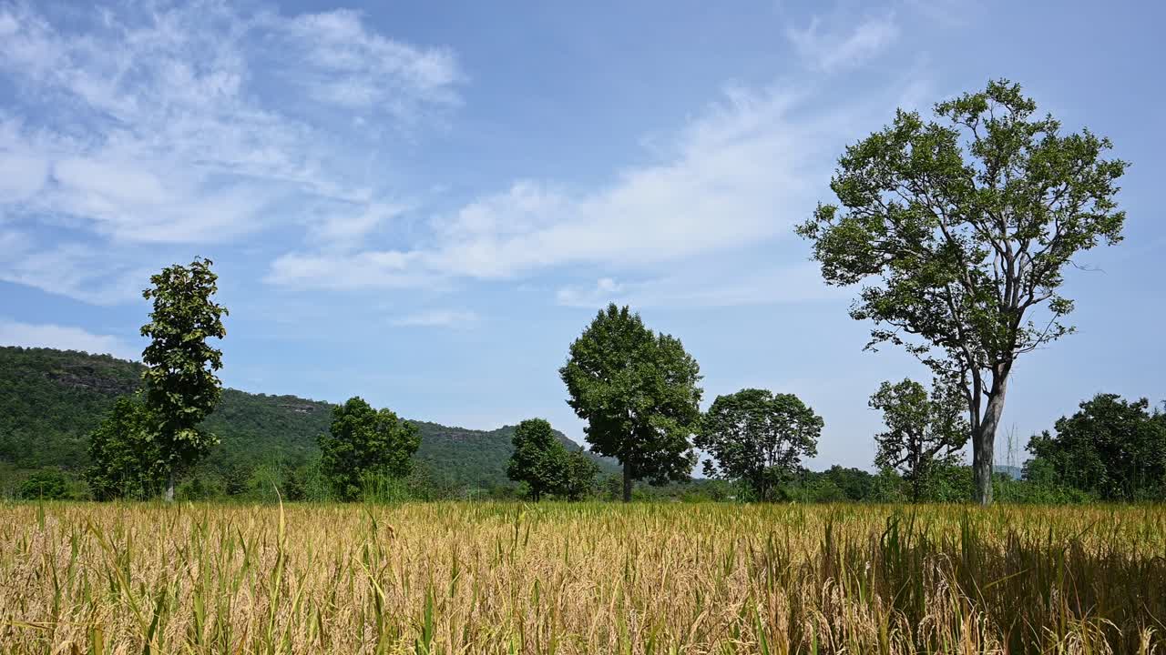 논, 산, 푸른 하늘과 구름, 나무