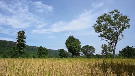 Rice-Field,-Mountains,-Blue-Sky-and-Clouds,-Trees