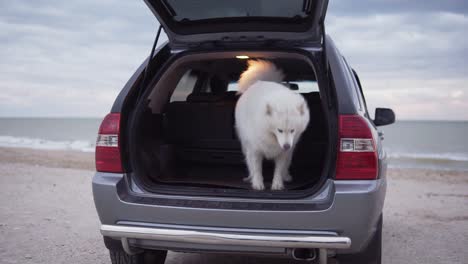 Two-cute-samoyed-dogs-are-jumping-from-the-car-trunk.-The-car-is-standing-on-the-sand-by-the-sea.-Slow-Motion-shot