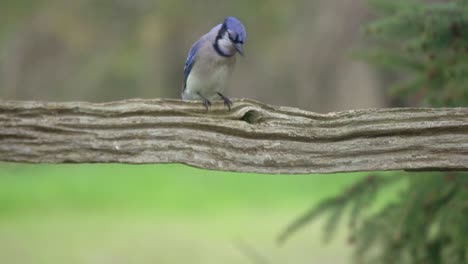 Retrato-De-Un-Hermoso-Arrendajo-Azul-Encaramado,-Colorido-Pájaro-De-Canadá
