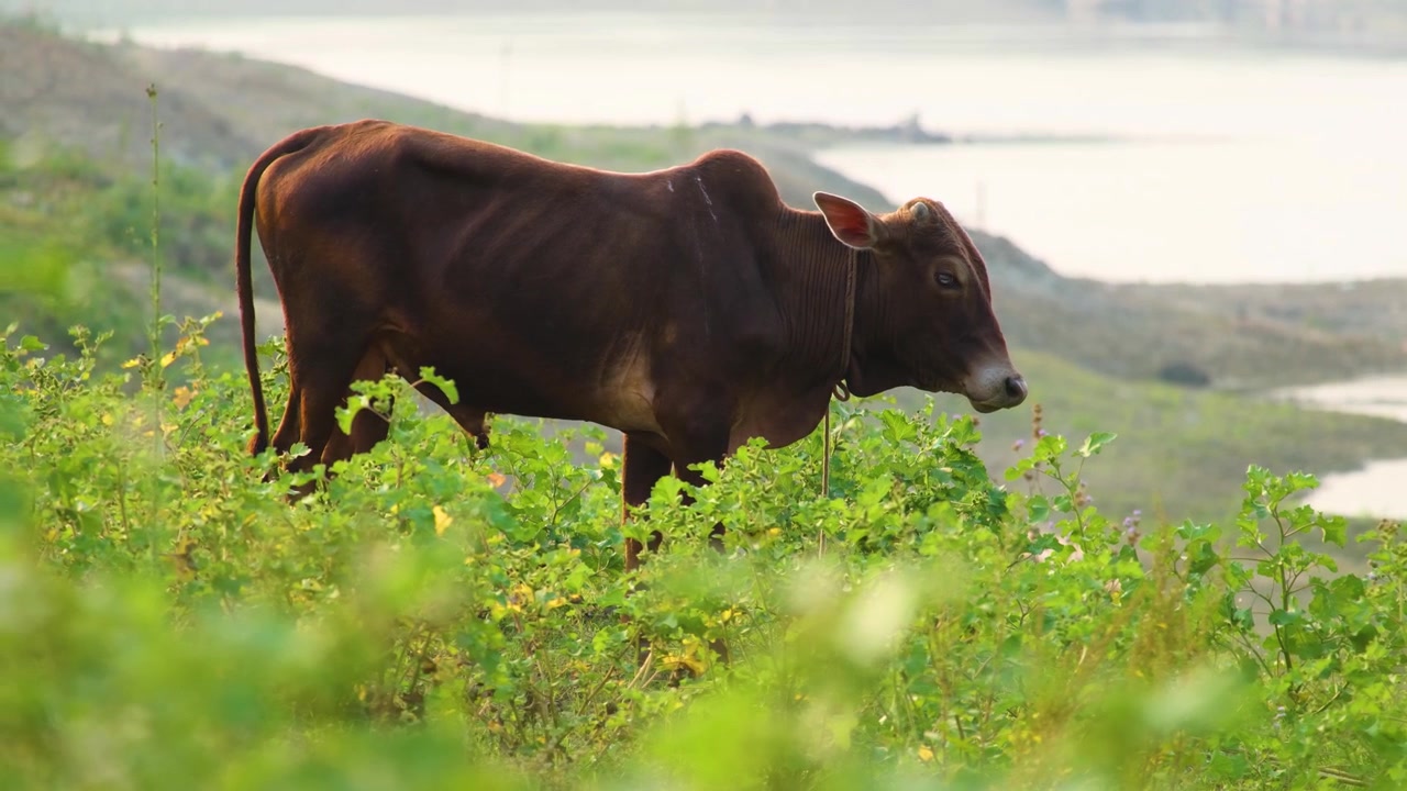 Mucca al pascolo in un prato vicino a un fiume.
