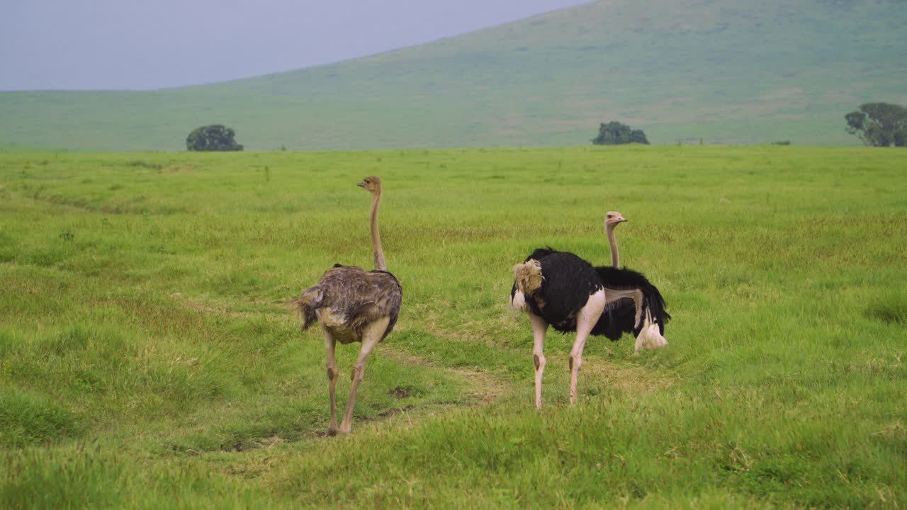 Due struzzi camminano sulla strada della savana africana su un prato verde con lo sfondo di montagne e alberi africani durante un safari