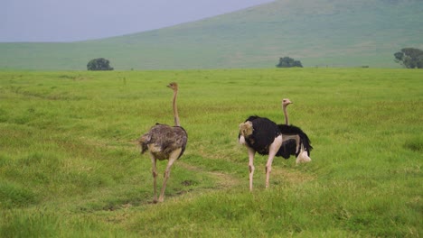 Zwei-Strauße-Gehen-Auf-Einer-Safari-Auf-Der-Straße-Der-Afrikanischen-Savanne-Auf-Einem-Grünen-Grasfeld-Vor-Dem-Hintergrund-Von-Bergen-Und-Afrikanischen-Bäumen