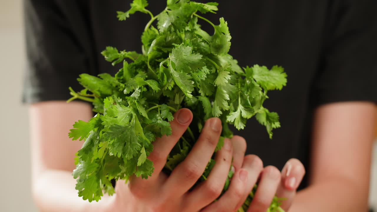 Cilantro parsley cutting by knife close up, chef chop cut coriander aromatic, traditional asian and Mexican cuisine herb studio shot. High quality 4k footage