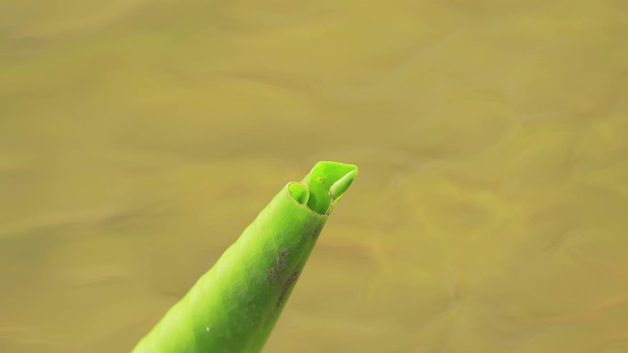 красивая девушка (calopteryx virgo) - европейская девушка, принадлежащая к семейству calopterygidae. она часто встречается вдоль быстротекущих вод, где она больше всего чувствует себя дома.