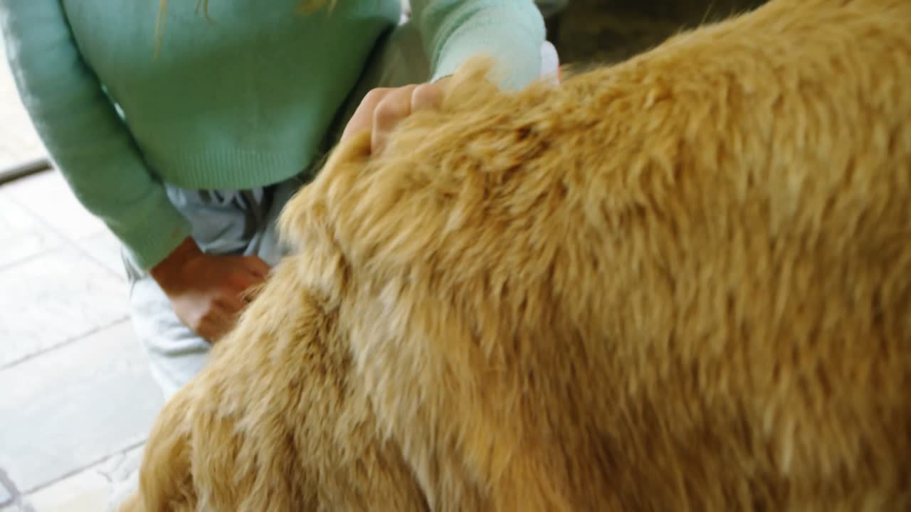 mujer acariciando a su perro en casa 4k