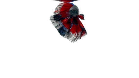 el colorido pez luchador siamés betta splendens, también conocido como pez luchador tailandés o betta, es una especie de la familia gourami que es popular como pez de acuario de fondo blanco