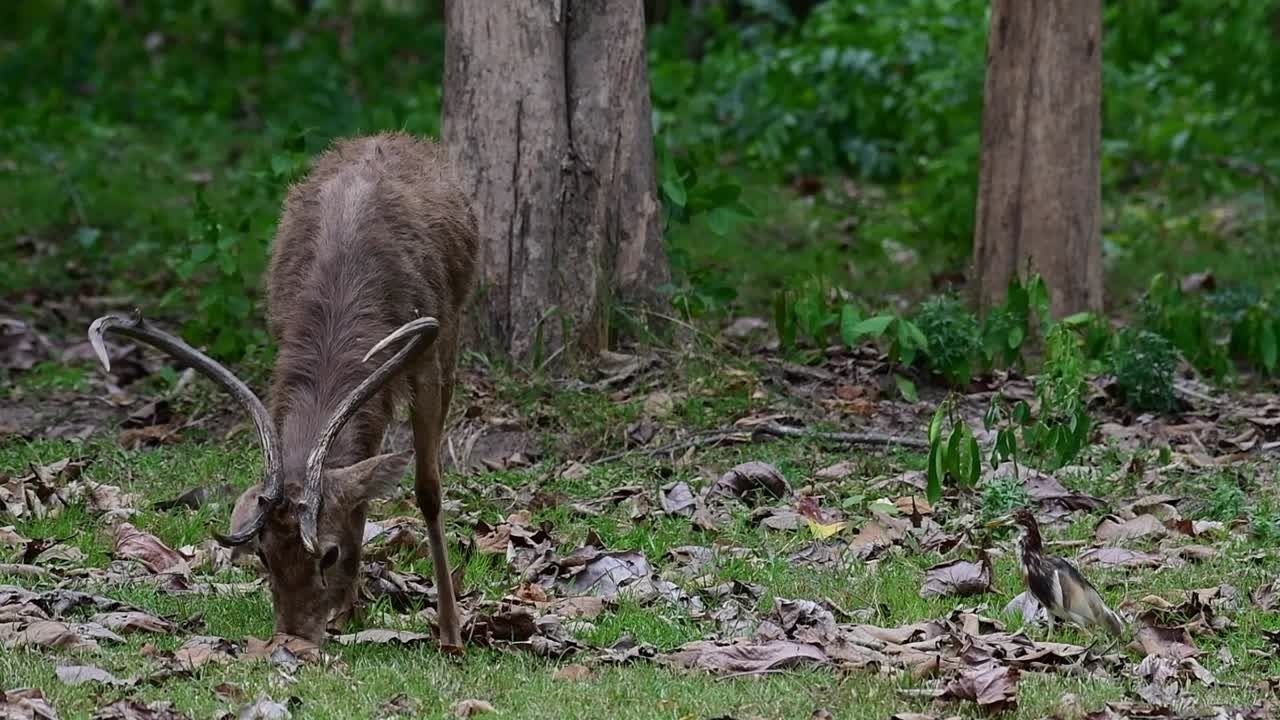 un ciervo en el lado derecho con una garza de estanque de lomos a la derecha camuflada con hojas secas