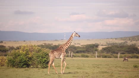 una jirafa caminando por la sabana en un safari en la reserva de masai mara en kenia, áfrica
