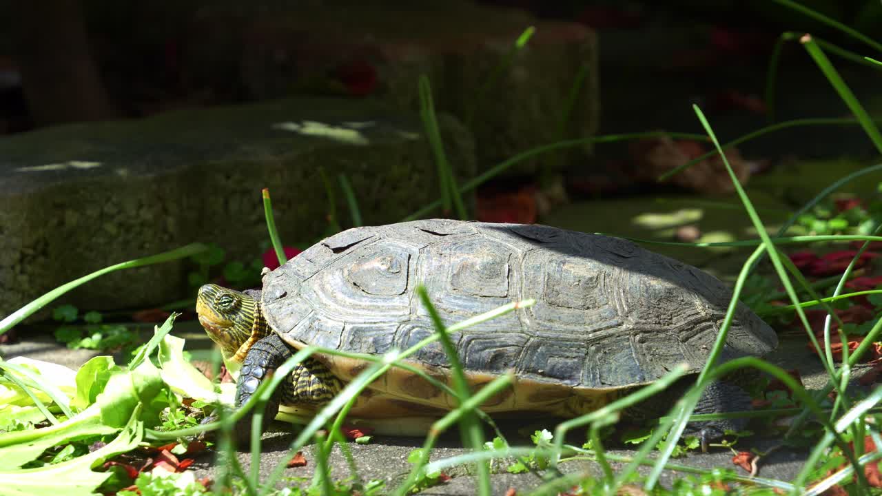 Close up shot of a Chinese stripe-necked turtle (Mauremys sinensis) rests on the ground, basking under the sun.