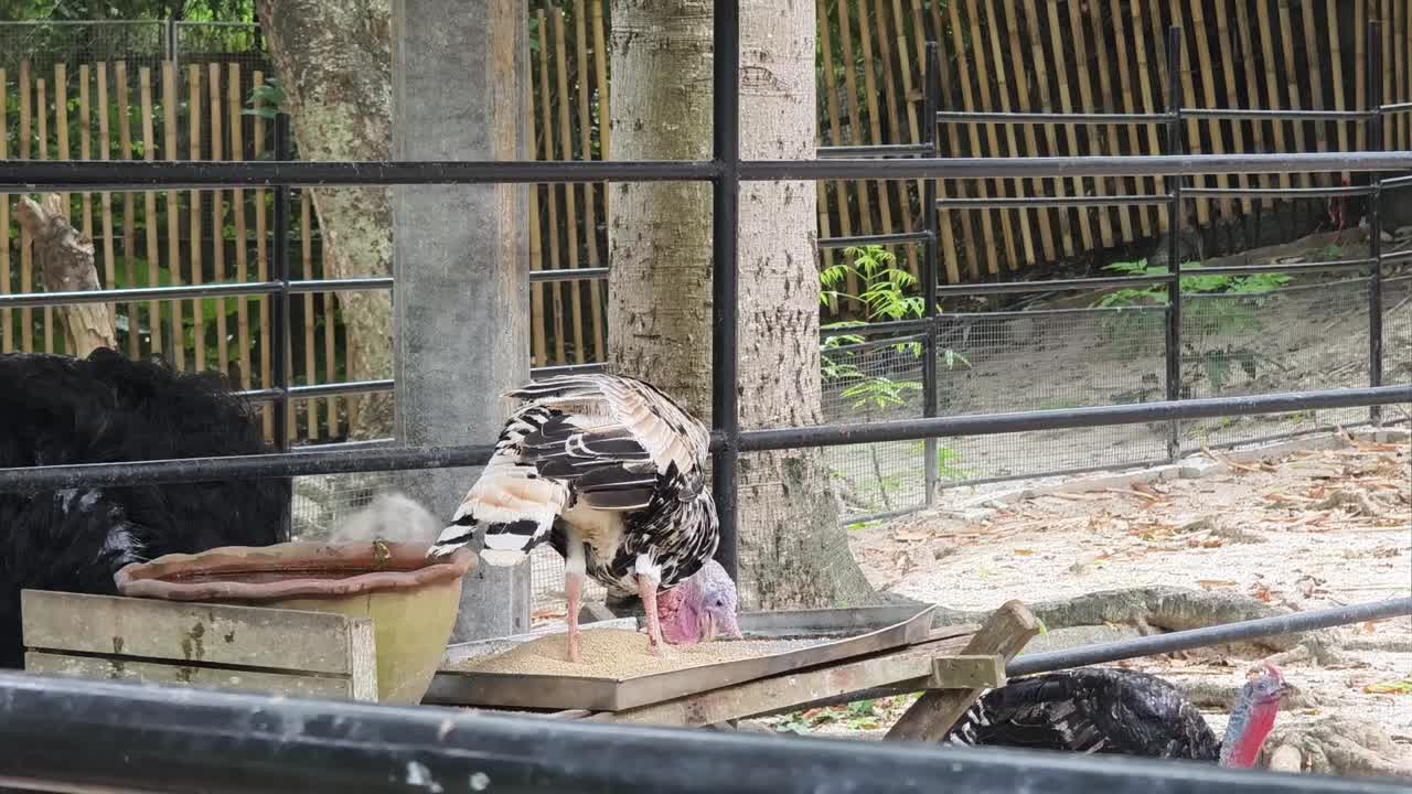 동물원 에서 낙타 와 칠면조