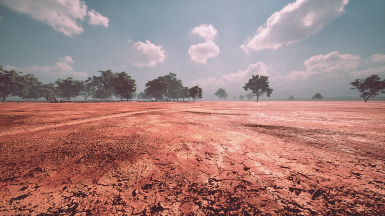 아프리카 사바나 에 있는 아카시아 나무