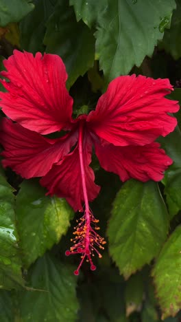 red hibiscus flower close-up