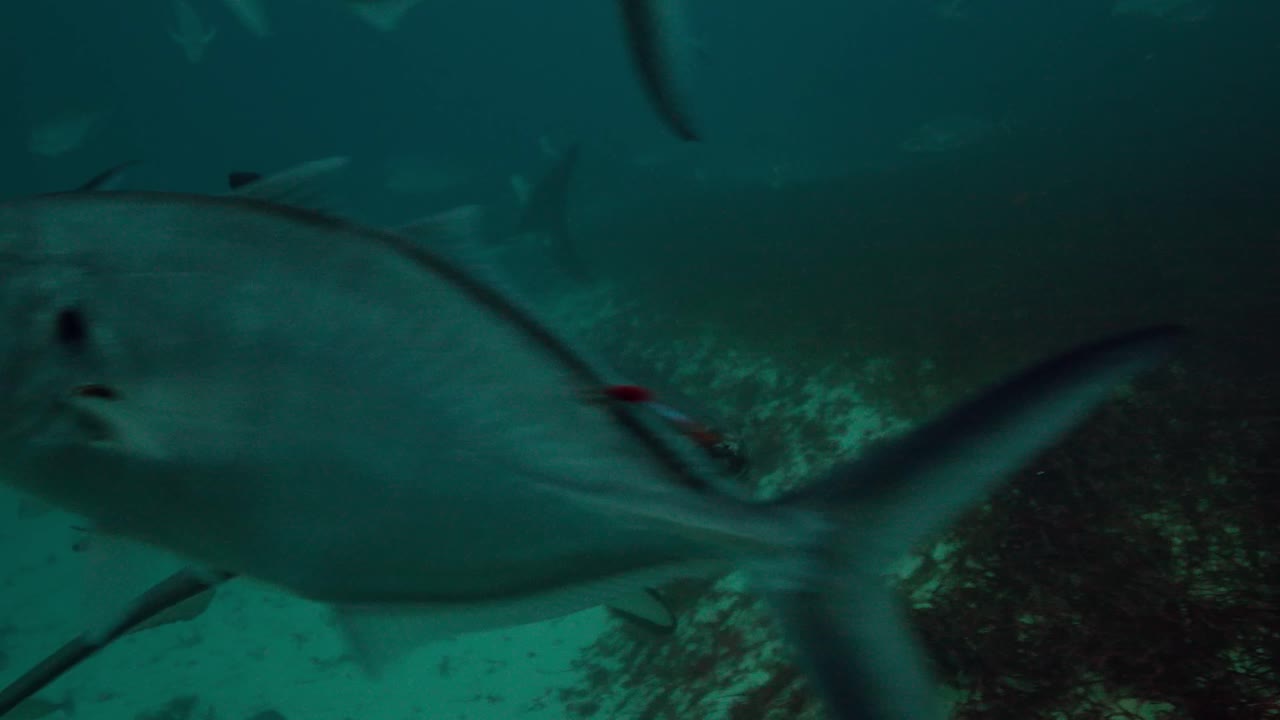 gran tiburón blanco carcharodon carcharias islas neptuno sur de australia 4k cámara lenta 50fps