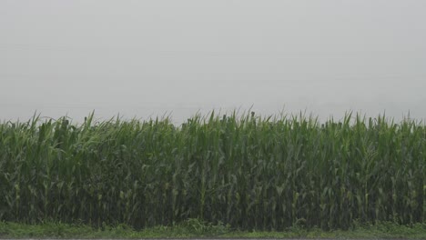 Una-Tormenta-Muy-Fuerte-Que-Produce-Fuertes-Lluvias-Y-Viento-Con-Un-Campo-De-Maíz-Al-Fondo