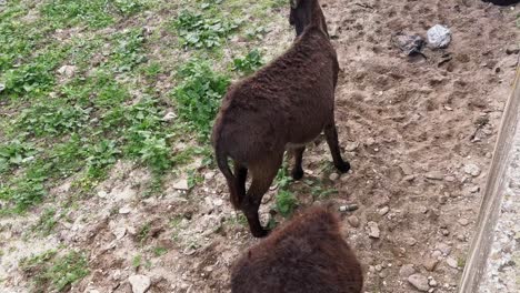un par de burros, de pie al aire libre en el patio de la granja