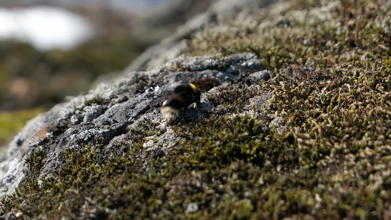 Bumble bee moving on moss covered rock in forest, then flying away