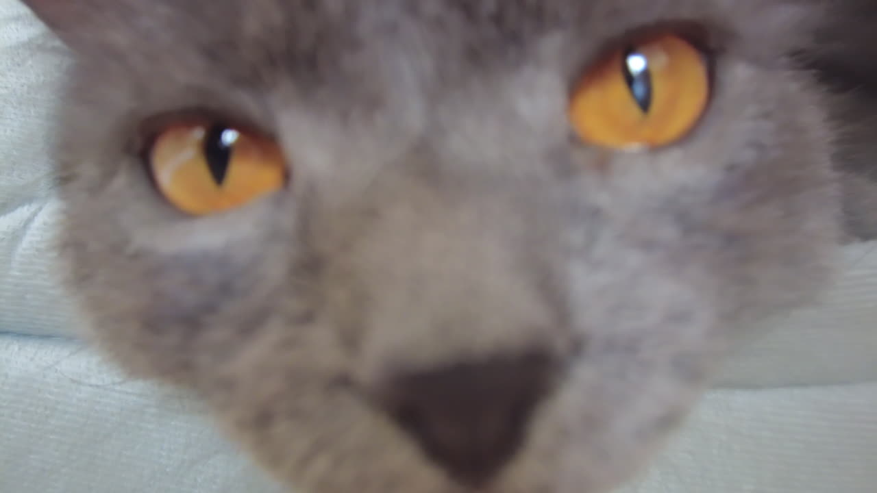 Close up of British Shorthair cat resting in it's bed