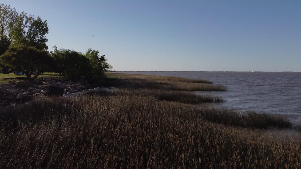 plantas de agua que se mecen suavemente con el viento a lo largo de la costa