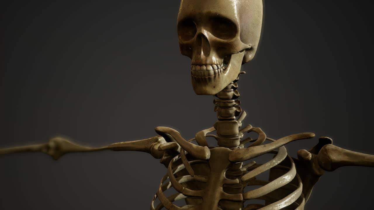 de los huesos del esqueleto humano