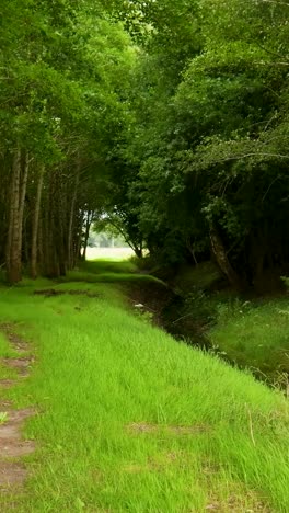 Lush Green Path Through a Dense Forest
