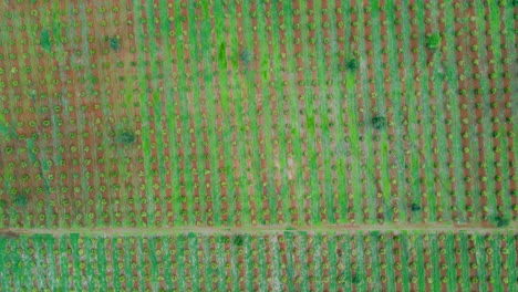 tecnología de agricultura inteligente: vista aérea de drones de una granja de aguacate en kenia