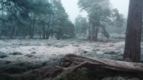 Imágenes-Cinematográficas-De-Drones-Que-Vuelan-A-Través-De-Un-Bosque-Cubierto-De-Escarcha-De-Antiguos-Pinos-Escoceses-Y-Páramos-De-Brezo-Congelados-En-Niebla-Helada