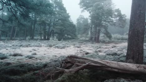 cinematic drone footage flying through a frost covered forest of ancient scots pine trees and frozen heather moorland in freezing fog
