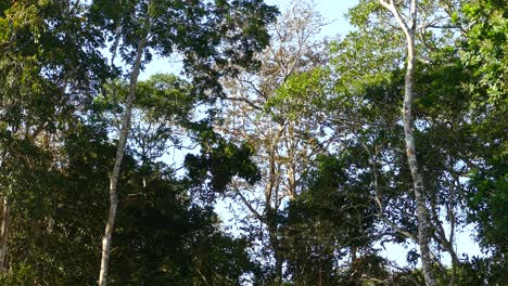 mono saltando de rama en rama en un día de verano en el bosque de panamá durante un tiro constante