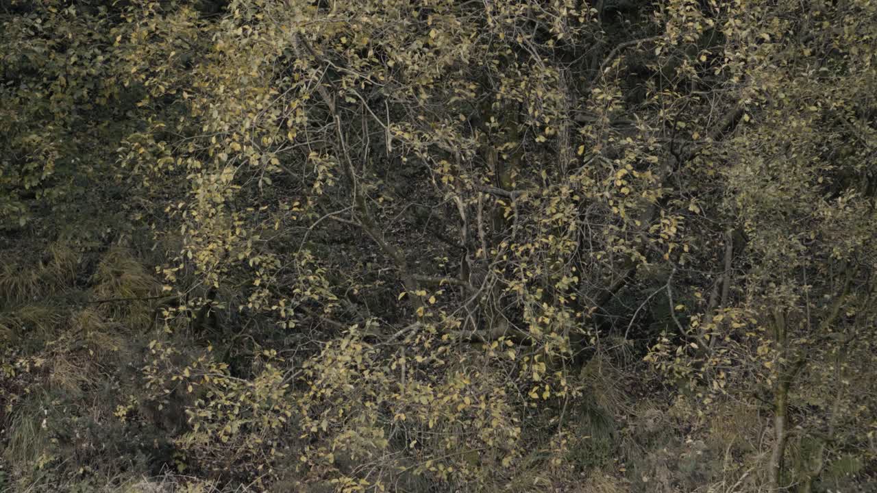 랭커셔 의 영국 숲 지역 에서 바람 에 불고 있는 노란색 가을 나무 들