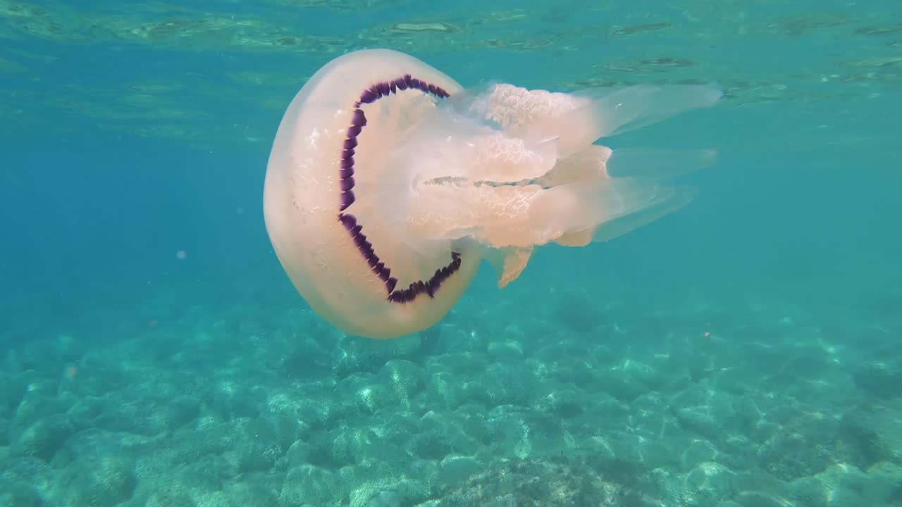 big floating jellyfish close up view, slow motion