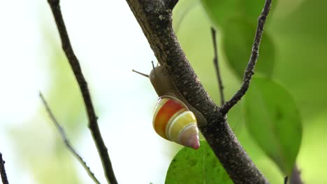 Nahaufnahme-Einer-Bunten-Baumschnecke,-Die-Sich-Entlang-Eines-Astes-In-Den-Everglades-Von-Florida-Bewegt