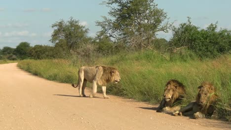 a rare african white lion cuts in to the grasslands while two his two brothers lay by the side of the dirt road