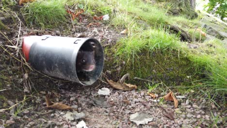 Ferret-inside-drainpipe.-Handheld,-zoom-in