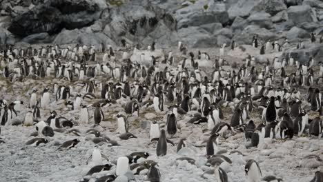 lots of penguins on shore line in antarctica, very remote location