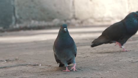 close up of a beautiful pigeon standing on the floor in slow motion - antigua guatemala - 120fps footage