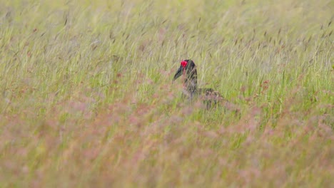 Southern-Ground-Hornbill-bird-strutting-in-tall-savannah-grass-stalks