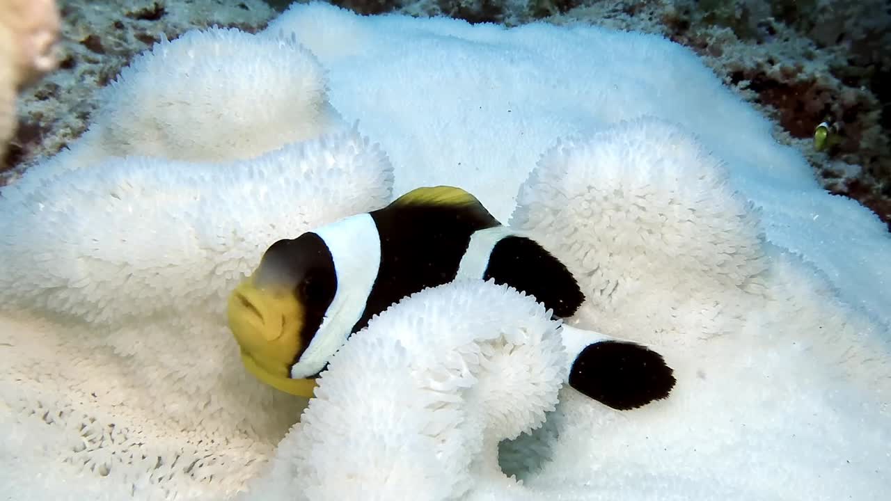 Clark's anemone fish swimming in white sea anemone