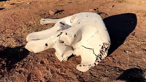 Old-elephant-skull-weathered-by-the-harsh-African-weather-elements,-now-part-of-the-natural-cycle-ingested-by-animals-for-calcium-needs