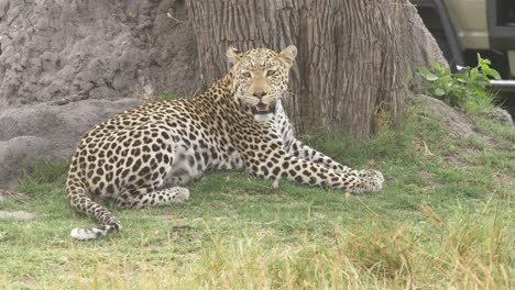 leopardo descansando sobre la hierba, mirando alrededor de la sabana